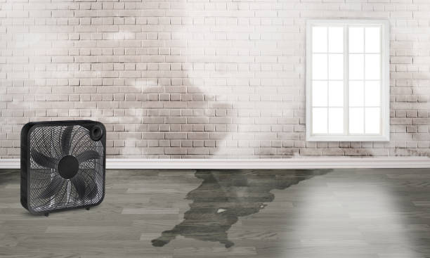 Best Water damage restoration process  in Prichard, AL